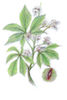 Common Horse chestnut